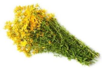 Herbivorous plants
